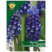 West Cork Muscari Arm Night Eyes 50 Bulbs image