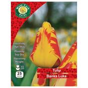 West Cork Tulip Single Banka Luka 25 Bulbs image