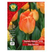 West Cork Darwin Hybrid Tulip Day Dream 25 Bulb image