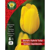West Cork Tulip Golden Apeldoorn 25 Bulb image