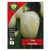 West Cork Tulip Triumph Pays Bas 8 Bulb image