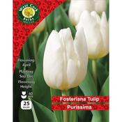 West Cork Fosteriana Tulip Purissima 25 Bulb image