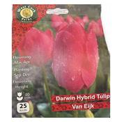 West Cork Darwin Hybrid Tulip Van Eijk 25 Bulb image
