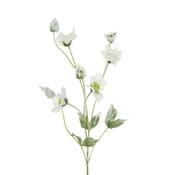 Snowstorm Hellebore Stem 76Cm image