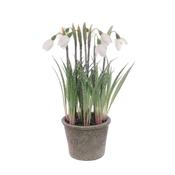 Frosted Snowdrops In Pot image