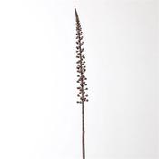 Autumn Single Lupine 61Cm