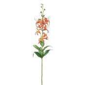 Martagon Lily 77Cm image