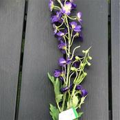 Purple Wild Delphinium Spray image