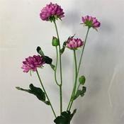 Green Dark Purple Mum Spray 60Cm image