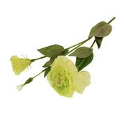 Green Eustoma Spray 83Cm image