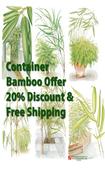 Offer 5: Container bamboo offer