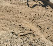 Top Dressing Sand