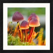 Upload, Print &amp; Frame