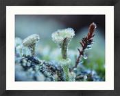 Upload, Print &amp; Frame