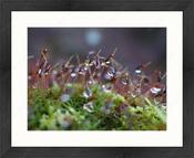 Upload, Print &amp; Frame image