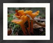 Upload, Print &amp; Frame image