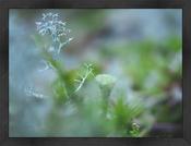 Upload, Print &amp; Frame image