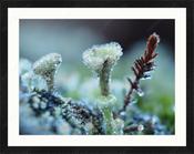 Upload, Print &amp; Frame image