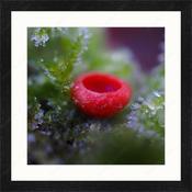 Upload, Print &amp; Frame