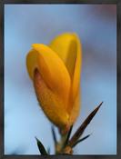 Upload, Print &amp; Frame