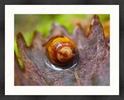 Upload, Print &amp; Frame image