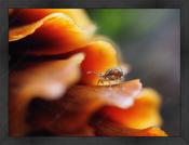 Upload, Print &amp; Frame