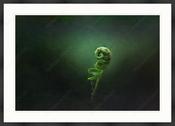 Custom Frame + Mount image