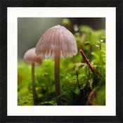 Upload, Print &amp; Frame