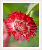 Upload, Print &amp; Frame image
