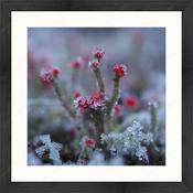 Upload, Print &amp; Frame