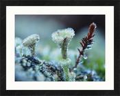 Upload, Print &amp; Frame image