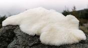Sheepskin Rug Ivory image