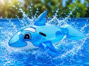 Dolphin Ride on