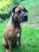 GPS Pet &amp; Dog Tracking image