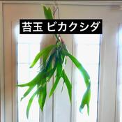 苔玉 吊り下げ式 ビカクシダ コウモリラン ハンギング  image