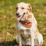 Heritage Dog Bandana image