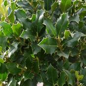 10x Bare Root Holly Plants (1-2ft) PRE-ORDER image