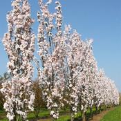 Cherry Blossom Prunus Amanogawa