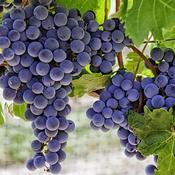 Blue Black Grape Vine Plant (Vitis Boskoop Glory) image