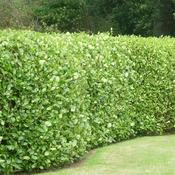 Griselinia Plants 'Littoralis' image