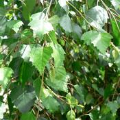 Betula Laciniata Cut Leaf Silver Birch Tree