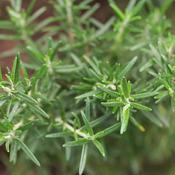 Rosemary Plant - Rosmarinus Officinalis image