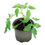 Bio-Based 9cm Round Plant Pots (5 Pack) image