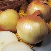 Winter Onion Sets Troy (75 pack) image