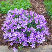 Purple Campanula Ambella Plant image