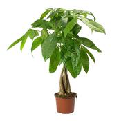 Money Tree Plant (1L Pot) image