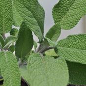 Culinary Sage Plant image
