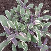Sage Tricolour Plant image