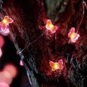 Solar Light (Butterfly)