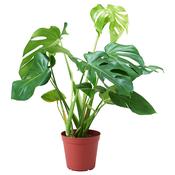 Swiss Cheese Plant Monstera Deliciosa image